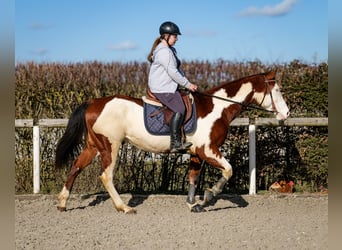 Paint Horse, Gelding, 10 years, 15,1 hh, Overo-all-colors