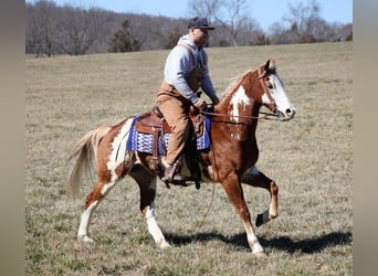 Paint Horse, Gelding, 10 years, 15.1 hh, Overo-all-colors