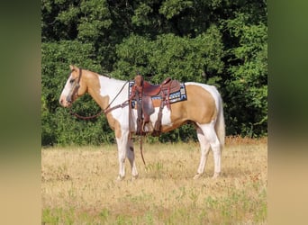 Paint Horse Mix, Gelding, 10 years, 15.1 hh