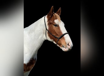 Paint Horse, Gelding, 10 years, 15,1 hh, Tobiano-all-colors