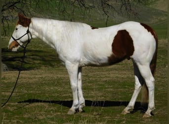 Paint Horse, Gelding, 10 years, 15,1 hh, Tobiano-all-colors