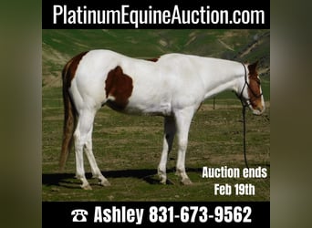 Paint Horse, Gelding, 10 years, 15,1 hh, Tobiano-all-colors