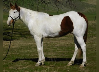 Paint Horse, Gelding, 10 years, 15,1 hh, Tobiano-all-colors