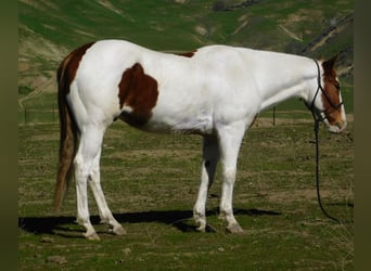 Paint Horse, Gelding, 10 years, 15,1 hh, Tobiano-all-colors