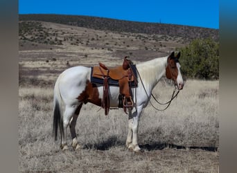 Paint Horse, Gelding, 10 years, 15.1 hh