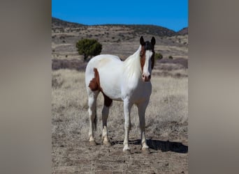 Paint Horse, Gelding, 10 years, 15.1 hh