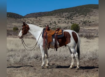 Paint Horse, Gelding, 10 years, 15.1 hh