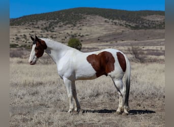 Paint Horse, Gelding, 10 years, 15.1 hh