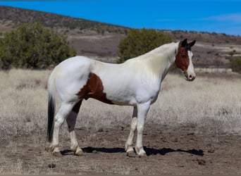 Paint Horse, Gelding, 10 years, 15.1 hh