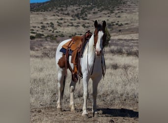 Paint Horse, Gelding, 10 years, 15.1 hh