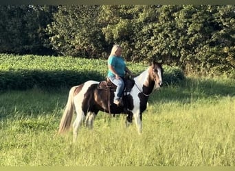 Paint Horse, Gelding, 10 years, 15,2 hh, Pinto