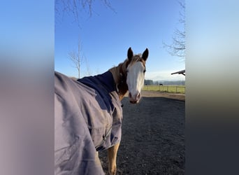 Paint Horse, Gelding, 10 years, 15,3 hh, Overo-all-colors