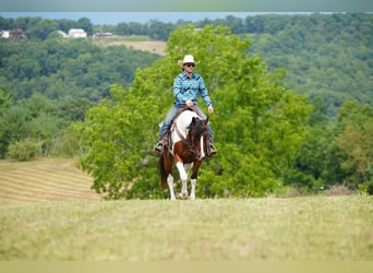 Paint Horse, Gelding, 10 years, 15 hh, Bay