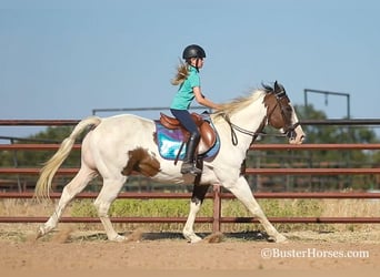 Paint Horse, Gelding, 10 years, 15 hh, Bay