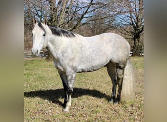 Paint Horse, Gelding, 10 years, 15 hh, Gray-Dapple