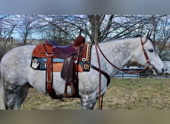Paint Horse, Gelding, 10 years, 15 hh, Gray-Dapple
