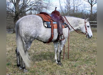 Paint Horse, Gelding, 10 years, 15 hh, Gray-Dapple