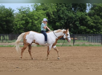 Paint Horse, Gelding, 10 years, 15 hh, Pinto