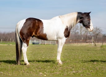 Paint Horse, Gelding, 10 years, 15 hh