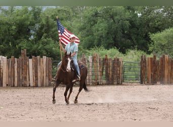 Paint Horse, Gelding, 10 years, 15 hh