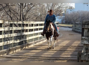 Paint Horse, Gelding, 10 years, 15 hh