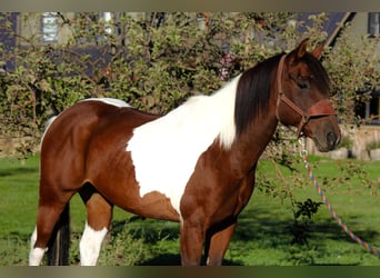 Paint Horse, Gelding, 10 years, 15,2 hh, Tobiano-all-colors