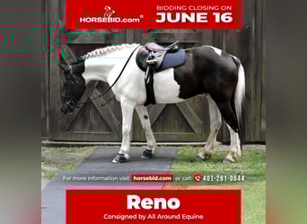 Paint Horse Mix, Gelding, 10 years, 15,2 hh