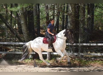Paint Horse Mix, Gelding, 10 years, 15,2 hh