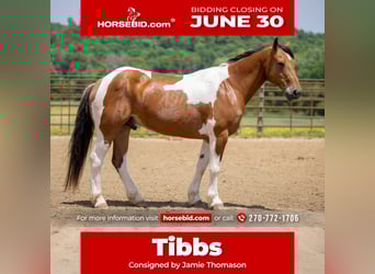 Paint Horse Mix, Gelding, 10 years, 15,2 hh
