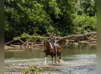 Paint Horse Mix, Gelding, 10 years, 15,2 hh