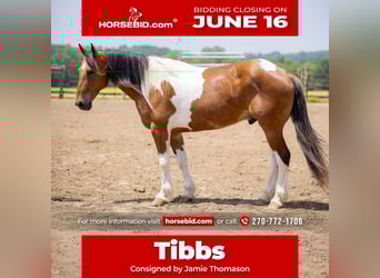 Paint Horse Mix, Gelding, 10 years, 15,2 hh