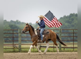 Paint Horse Mix, Gelding, 10 years, 15,2 hh