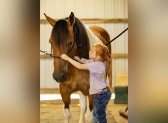 Paint Horse Mix, Gelding, 10 years, 15,2 hh