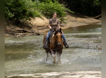 Paint Horse Mix, Gelding, 10 years, 15,2 hh