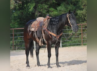 Paint Horse, Gelding, 10 years, Black