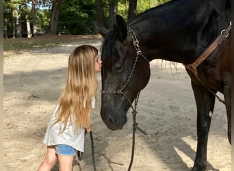 Paint Horse, Gelding, 10 years, Black