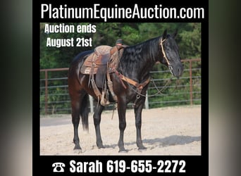 Paint Horse, Gelding, 10 years, Black