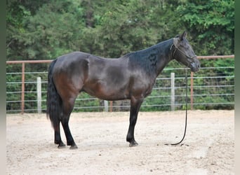 Paint Horse, Gelding, 10 years, Black