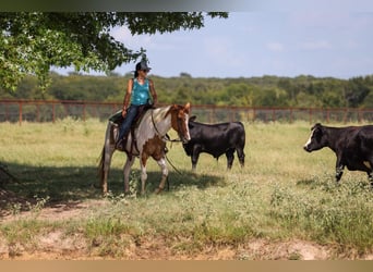 Paint Horse, Gelding, 10 years, Tobiano-all-colors