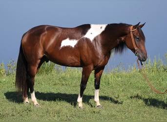 Paint Horse, Gelding, 10 years, Tobiano-all-colors