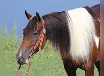 Paint Horse, Gelding, 10 years, Tobiano-all-colors