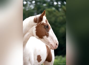 Paint Horse, Gelding, 10 years, Tovero-all-colors