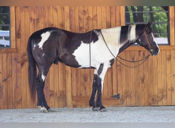 Paint Horse, Gelding, 10 years