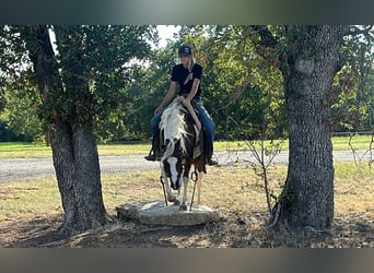 Paint Horse, Gelding, 11 years, 13,1 hh, Tobiano-all-colors