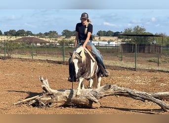 Paint Horse, Gelding, 11 years, 13,1 hh, Tobiano-all-colors