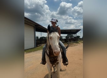 Paint Horse, Gelding, 11 years, 14,2 hh