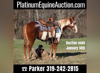 Paint Horse, Gelding, 11 years, 14,1 hh, Overo-all-colors