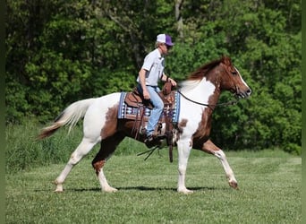 Paint Horse, Gelding, 11 years, 15,1 hh, Tobiano-all-colors