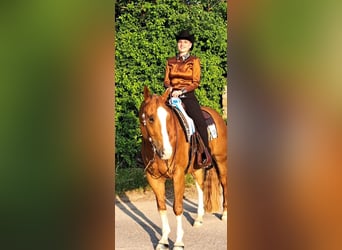 Paint Horse, Gelding, 11 years, 15,2 hh, Chestnut-Red