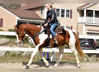Paint Horse, Gelding, 11 years, 15.2 hh, Pinto